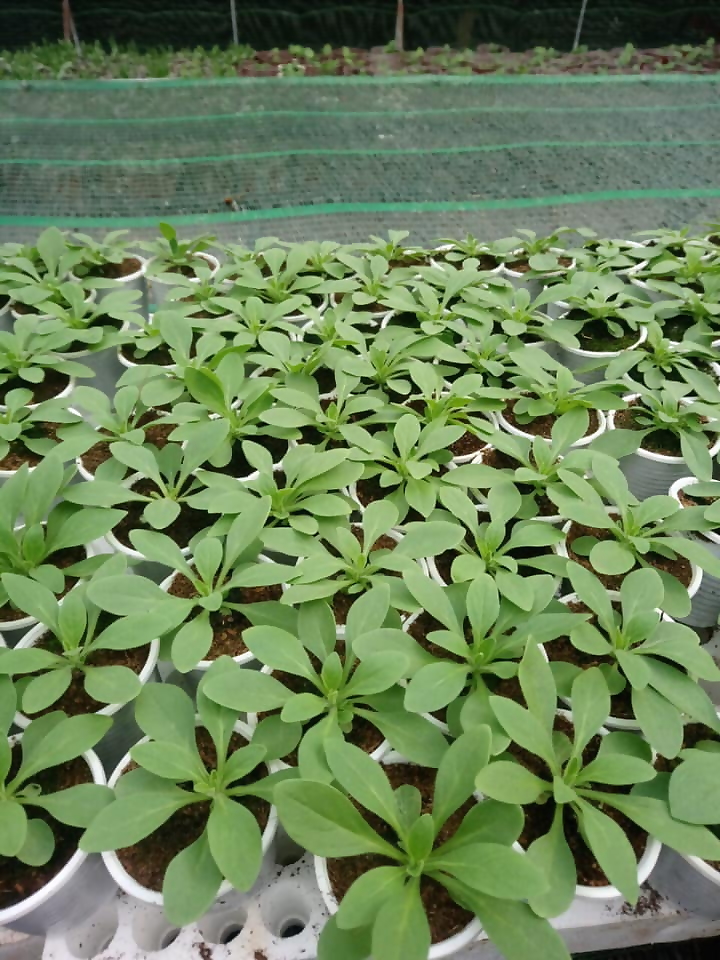Khuyến cáo cây trồng