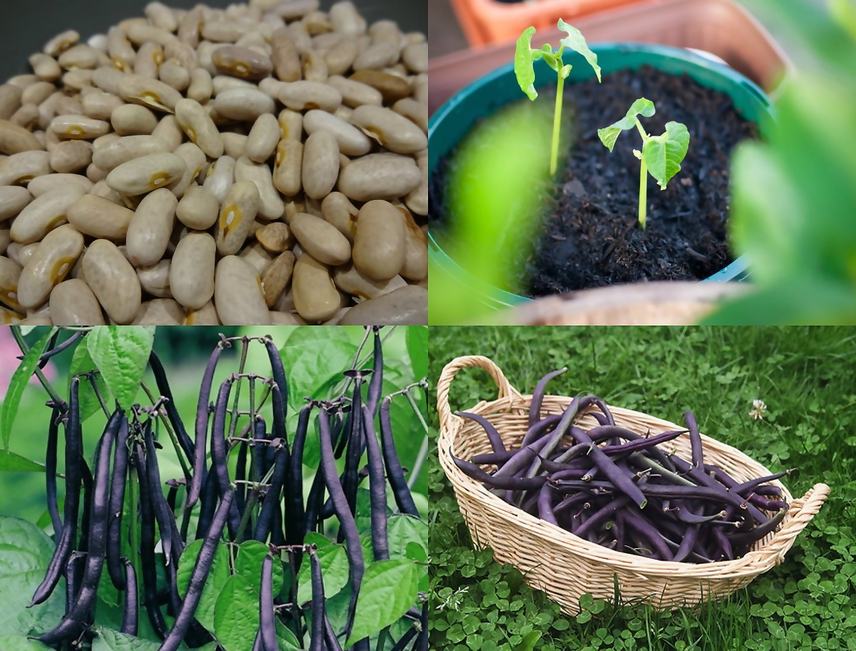 TRỒNG ĐẬU COVE TÍM DỄ ẸC :)