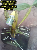Chế phẩm Hùng Nguyễn (6 trong 1)