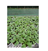 Tinh chất dịch chiết trùn quế & rong biển siêu đậm đặc 1L, dinh dưỡng dễ hấp thụ cho mọi loại cây