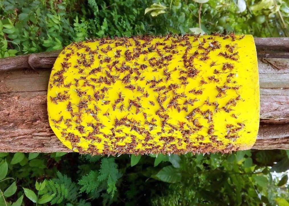 Miếng dính bẫy ruồi vàng, côn trùng dùng cho vườn lan, cây ăn trái KT 21x38cm