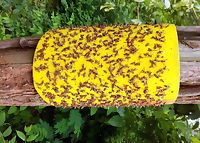 Miếng dính bẫy ruồi vàng, côn trùng dùng cho vườn lan, cây ăn trái KT 21x38cm