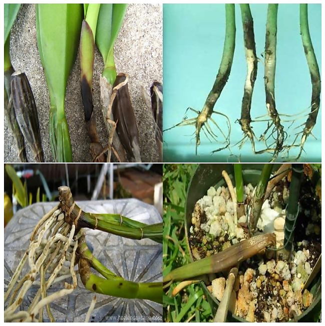 Chế phẩm Trichoderma dùng tưới cây, trộn giá thể phòng trừ nấm bệnh 100gr