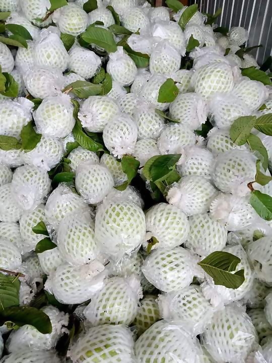 Set 50 bọc xốp ổi lồng sẵn (gồm 3 chi tiết nilon +xốp+chun) bảo vệ trái khỏi ruồi chích