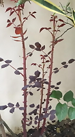 Chế phẩm GA3 kích thích bật chồi cây trồng cực mạnh, tác dụng nhanh từ 3-5 ngày, dùng cho hồng, mai, kiểng lá,.