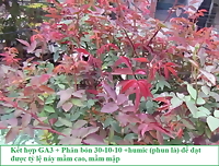 Chế phẩm GA3 kích thích bật chồi cây trồng cực mạnh, tác dụng nhanh từ 3-5 ngày, dùng cho hồng, mai, kiểng lá,.