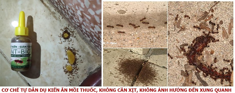 Ant Bio 10ml - Chế phẩm diệt kiến tận gốc - diệt gián sinh học lọ nhỏ giọt, an toàn cho gia đình