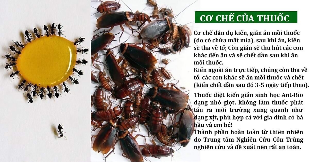 Ant Bio 10ml - Chế phẩm diệt kiến tận gốc - diệt gián sinh học lọ nhỏ giọt, an toàn cho gia đình