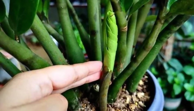 Phân bón NPK, phân bón lá Đầu Trâu chuyên dành cho hoa lan, cây kiểng 100gr/hũ