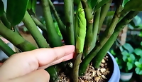 Phân bón NPK, phân bón lá Đầu Trâu chuyên dành cho hoa lan, cây kiểng 100gr/hũ