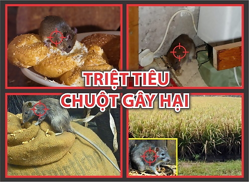 Bả diệt chuột trộn thóc BROMA 50gr, diệt chuột sau 1 lần ăn