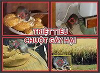 Bả diệt chuột trộn thóc BROMA 50gr, diệt chuột sau 1 lần ăn