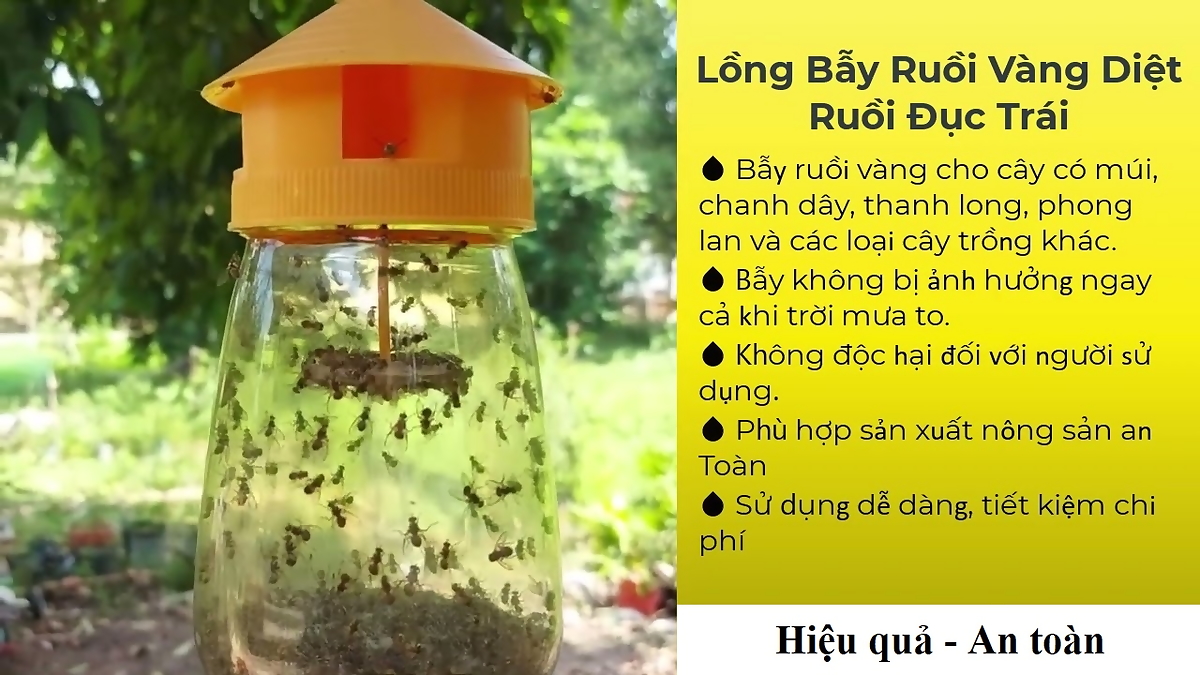 Lồng bẫy ruồi vàng - Dụng cụ bẫy ruồi vàng kèm ống dẫn dụ