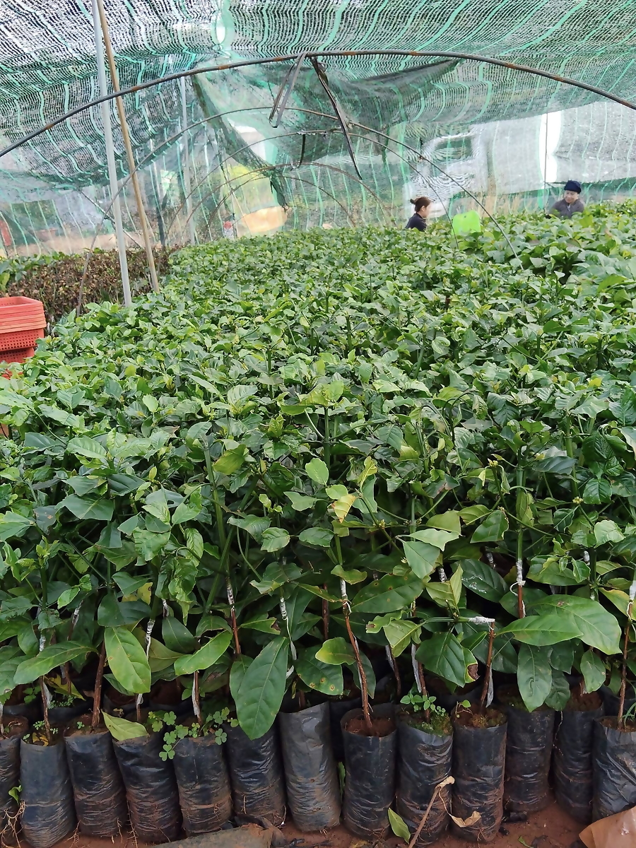 (giá tính theo mét tới) Lưới che nắng Thái Lan khổ 2 mét (xanh/ đen) độ bền cao, lưới dai, bóng đẹp