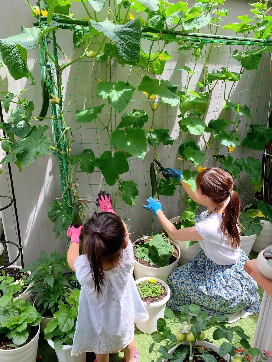 Lưới làm giàn dây leo, lưới làm giàn cây Ollie net (xanh) thích hợp làm giàn dưa lưới, khổ qua, mướp,...