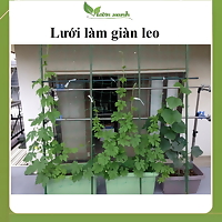 Lưới làm giàn dây leo, lưới làm giàn cây Ollie net (xanh) thích hợp làm giàn dưa lưới, khổ qua, mướp,...