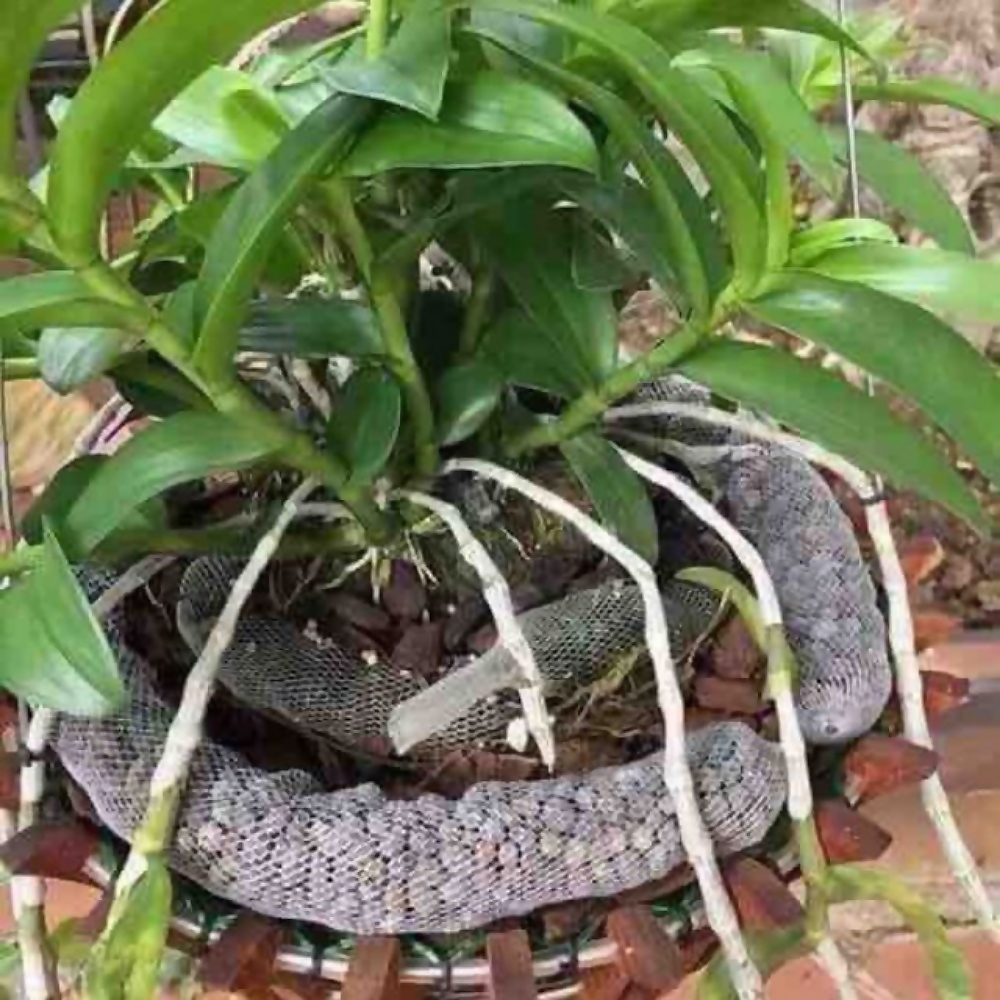 Phân dê đóng sẵn túi lưới 10cm, 20cm bón lan, hoa cây cảnh