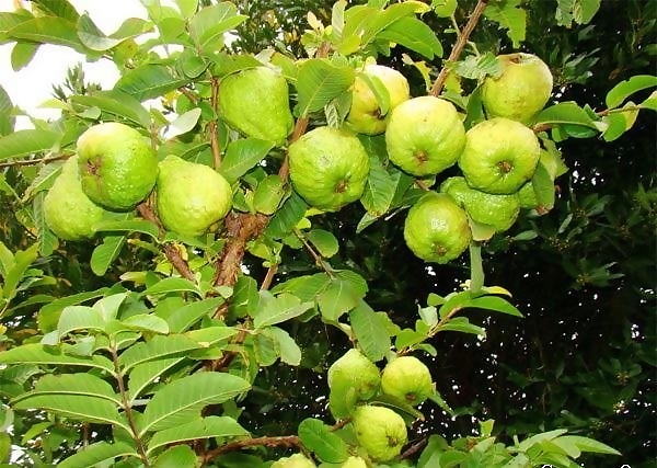 Phân bón SIÊU KALI kali 46 giúp cứng cây, bông nở đều, bông to, màu sắc đẹp gói 25gr