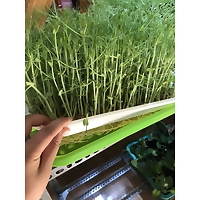 Khay trồng rau mầm chuyên dụng, giá trồng rau mầm tiện lợi, sạch sẽ