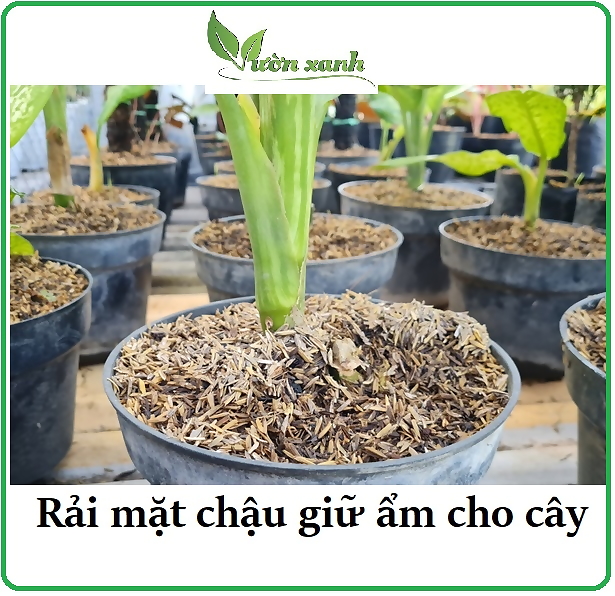 500gr- Vỏ trấu khô làm giá thể trồng hoa, lan, thủy canh, chăn nuôi