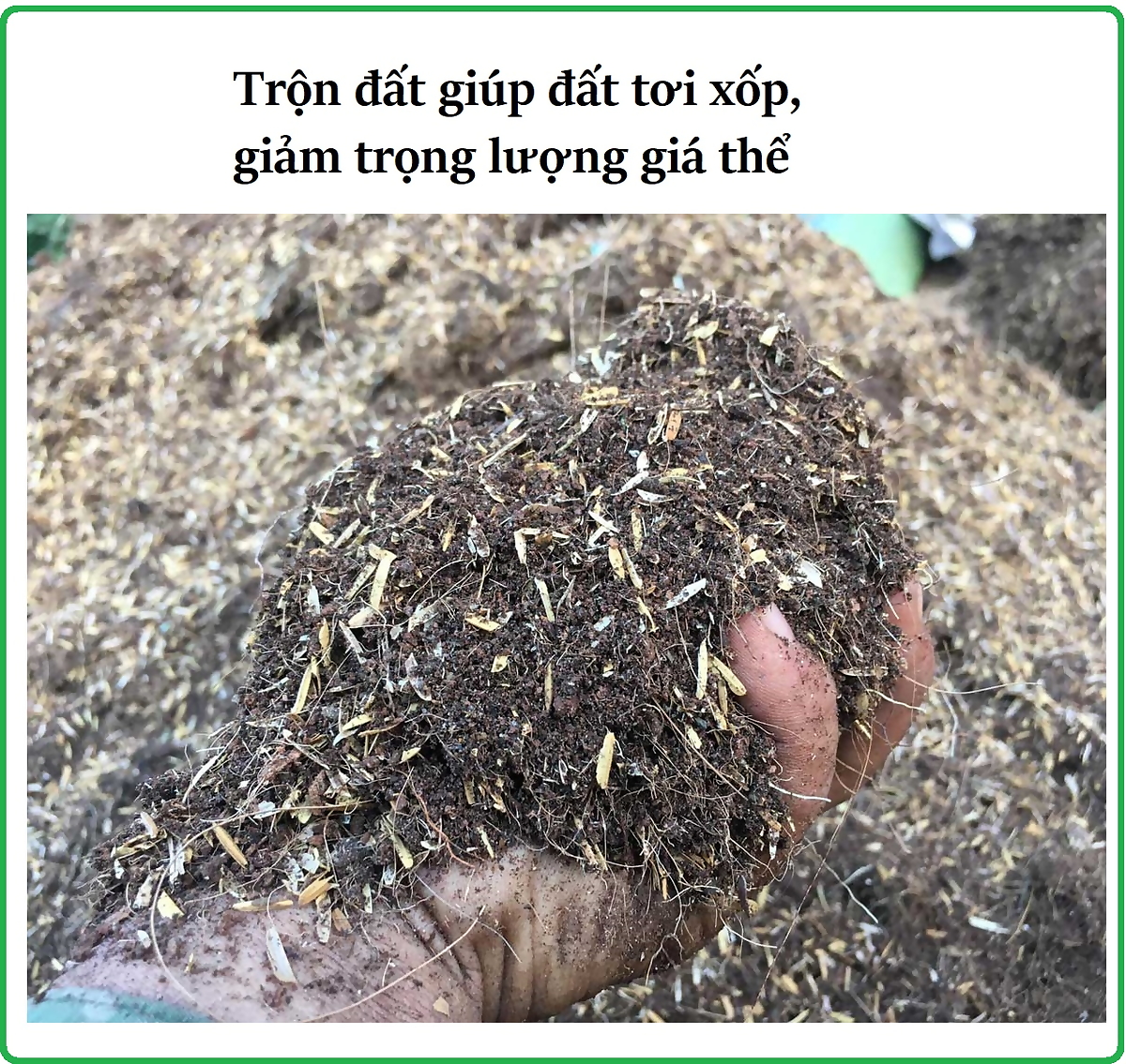 500gr- Vỏ trấu khô làm giá thể trồng hoa, lan, thủy canh, chăn nuôi