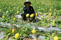 1kg- phân bón SIÊU KALI - kali siêu ngọt giúp to trái, lớn trái, trái bóng đẹp, hạn chế rụng trái