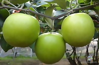 1kg- phân bón SIÊU KALI - kali siêu ngọt giúp to trái, lớn trái, trái bóng đẹp, hạn chế rụng trái