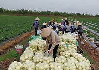 (0.5kg) Phân bón siêu Kali đỏ_Phân vô cơ Kaly đỏ dạng bột đậu quả, tăng độ ngọt, tăng năng suất cây trồng