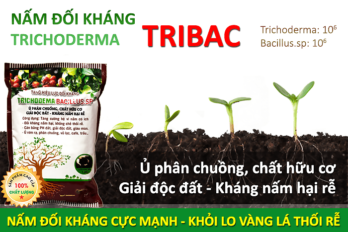 Nấm mem ủ Trichoderma ĐẶC BIỆT 1kg (phân giải hữu cơ, cung cấp vi sinh có lợi cho đất)