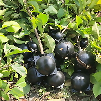 Bầu nhựa chiết cành các loại, tăng khả năng ra rễ, bảo vệ bẩu chiết tối đa, dụng cụ chiết cành tiện lợi