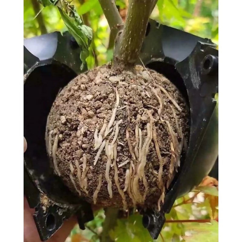Bầu nhựa chiết cành các loại, tăng khả năng ra rễ, bảo vệ bẩu chiết tối đa, dụng cụ chiết cành tiện lợi