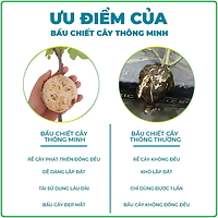 Set 10 bầu chiết cành, dụng cụ chiết cành bảo vệ mắt chiết tối đa, tăng khả năng ra rễ và sức sống của mắt chiết