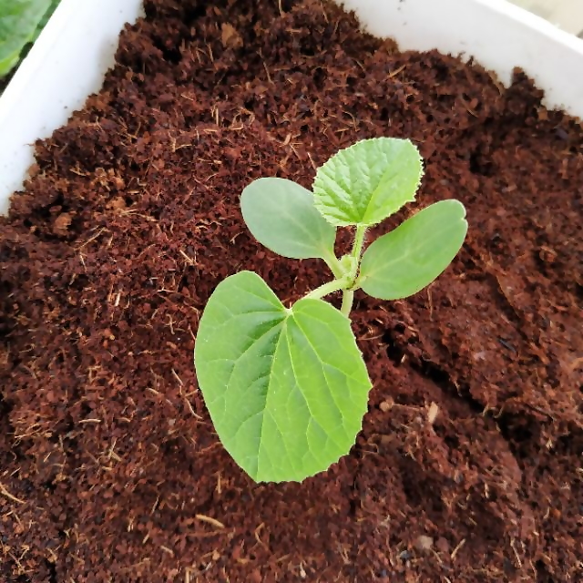 Viên nén mụn dừa ép tiện lợi, dùng trồng cây ăn trái, trồng rau, nặng 450-500g