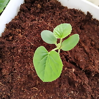 Viên nén mụn dừa ép tiện lợi, dùng trồng cây ăn trái, trồng rau, nặng 450-500g