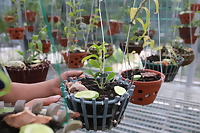 (MUA 10 TẶNG 1) MÓC KẼM BỌC NHỰA treo chậu cây loại đẹp dài 70cm, 90, 110cm