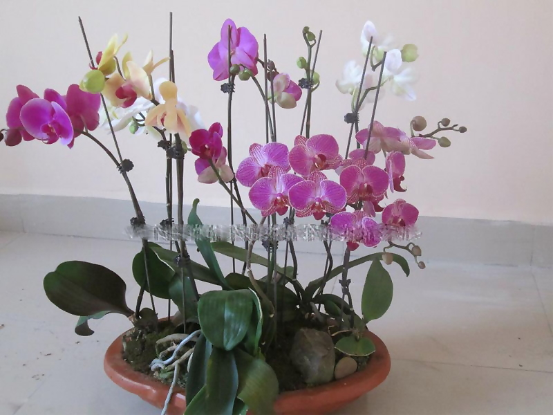 1kg -Cây kẽm bọc nhựa uốn cành lan, que cắm cành lan hồ điệp que uốn cành lan (nâu/ xanh lõi trắng)