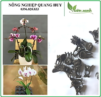 Bộ 100 kẹp bướm cặp cành lan, hoa hồng, cây cảnh
